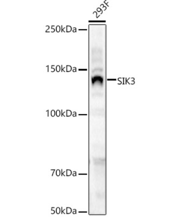 SIK3 Rabbit Polyclonal Antibody