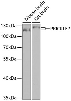 PRICKLE2 Rabbit Polyclonal Antibody