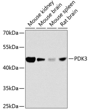 PDK3 Rabbit Polyclonal Antibody