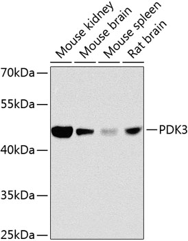 PDK3 Rabbit Polyclonal Antibody