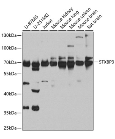 STXBP3 Rabbit Polyclonal Antibody