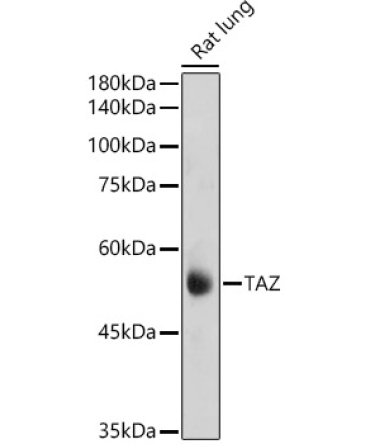 TAZ Rabbit Polyclonal Antibody