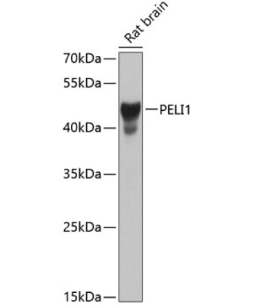 PELI1 Rabbit Polyclonal Antibody