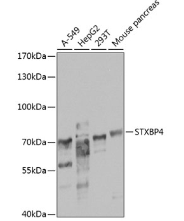 STXBP4 Rabbit Polyclonal Antibody
