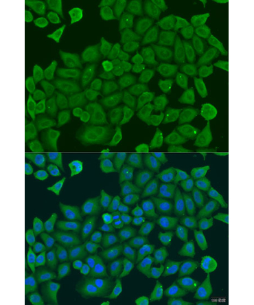 SHC4 Rabbit Polyclonal Antibody