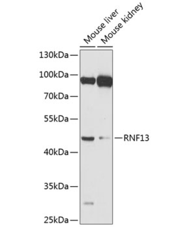 RNF13 Rabbit Polyclonal Antibody