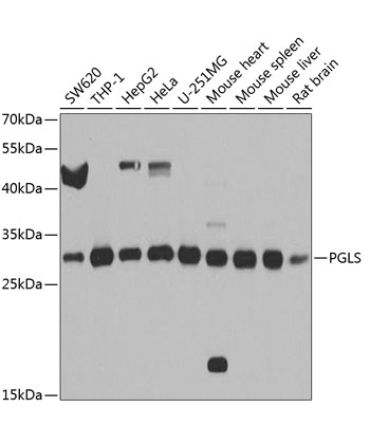 PGLS Rabbit Polyclonal Antibody