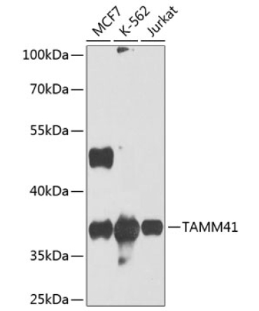 TAMM41 Rabbit Polyclonal Antibody