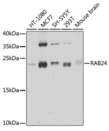 RAB24 Rabbit Polyclonal Antibody