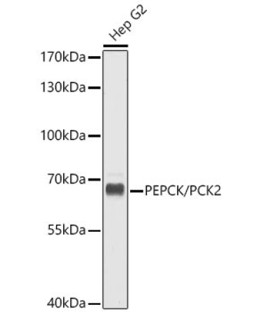 PEPCK/PCK2 Rabbit Polyclonal Antibody