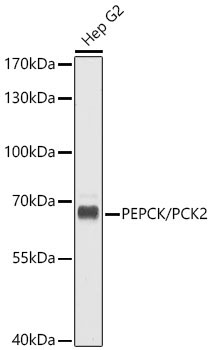 PEPCK/PCK2 Rabbit Polyclonal Antibody
