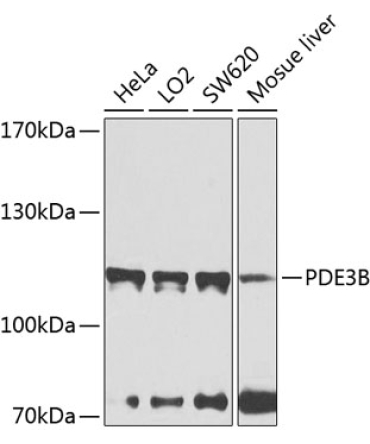 PDE3B Rabbit Polyclonal Antibody