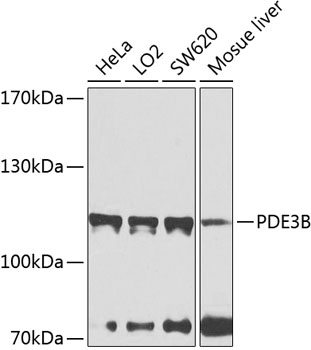 PDE3B Rabbit Polyclonal Antibody