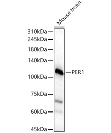 PER1 Rabbit Polyclonal Antibody
