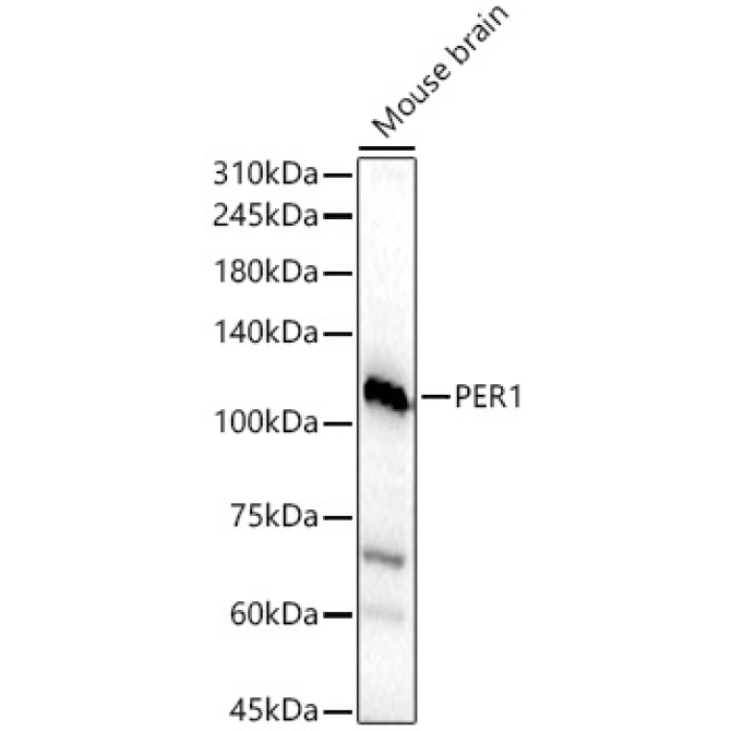 PER1 Rabbit Polyclonal Antibody