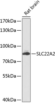 SLC22A2 Rabbit Polyclonal Antibody