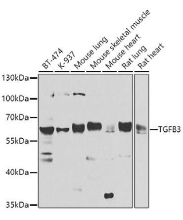 TGFB3 Rabbit Polyclonal Antibody