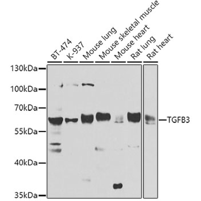 TGFB3 Rabbit Polyclonal Antibody