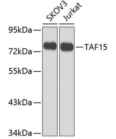 TAF15 Rabbit Polyclonal Antibody