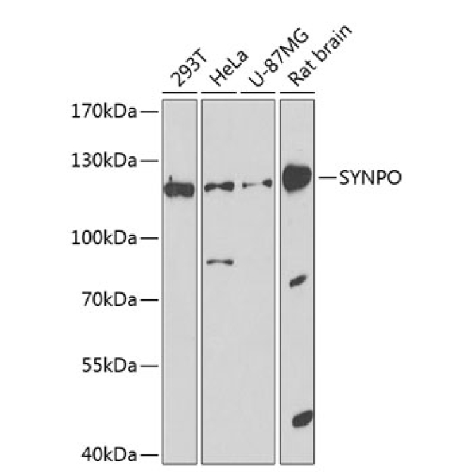 SYNPO Rabbit Polyclonal Antibody