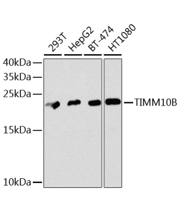 TIMM10B Rabbit Polyclonal Antibody