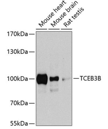 TCEB3B Rabbit Polyclonal Antibody
