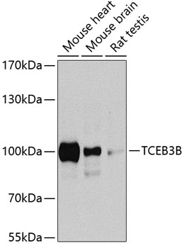 TCEB3B Rabbit Polyclonal Antibody