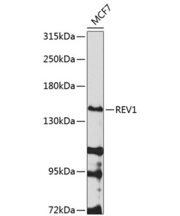 REV1 Rabbit Polyclonal Antibody