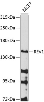 REV1 Rabbit Polyclonal Antibody