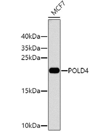 POLD4 Rabbit Polyclonal Antibody