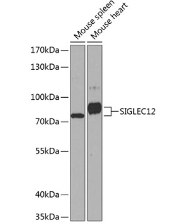 SIGLEC12 Rabbit Polyclonal Antibody