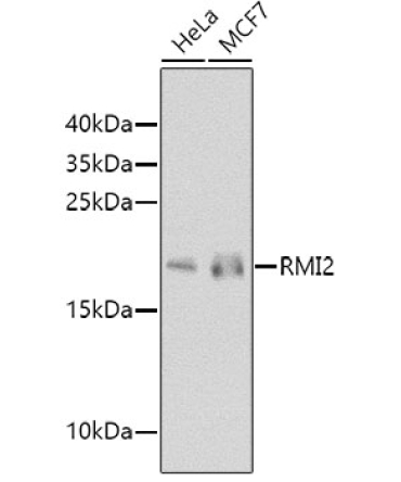 RMI2 Rabbit Polyclonal Antibody