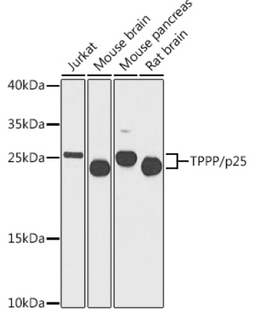 TPPP/p25 Rabbit Polyclonal Antibody
