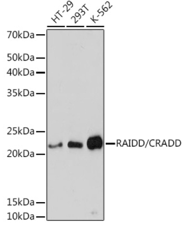 RAIDD/CRADD Rabbit Monoclonal Antibody