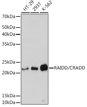 RAIDD/CRADD Rabbit Monoclonal Antibody