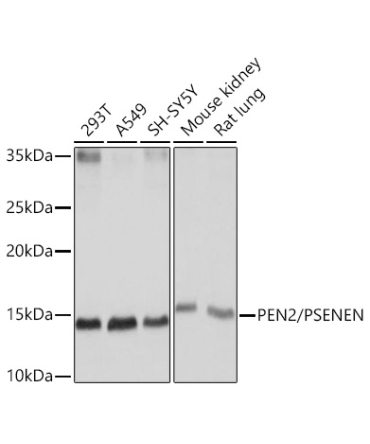 PEN2/PSENEN Rabbit Monoclonal Antibody