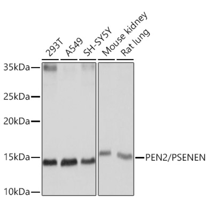 PEN2/PSENEN Rabbit Monoclonal Antibody