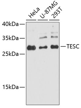 TESC Rabbit Polyclonal Antibody