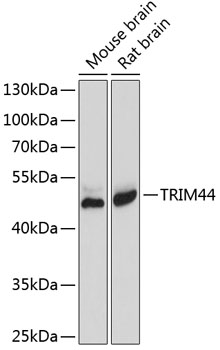 TRIM44 Rabbit Polyclonal Antibody