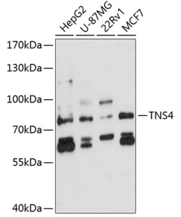 TNS4 Rabbit Polyclonal Antibody