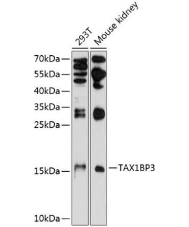 TAX1BP3 Rabbit Polyclonal Antibody