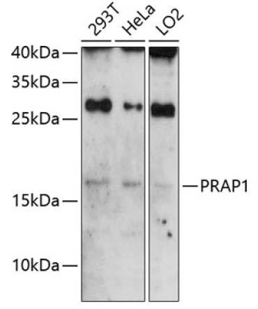 PRAP1 Rabbit Polyclonal Antibody