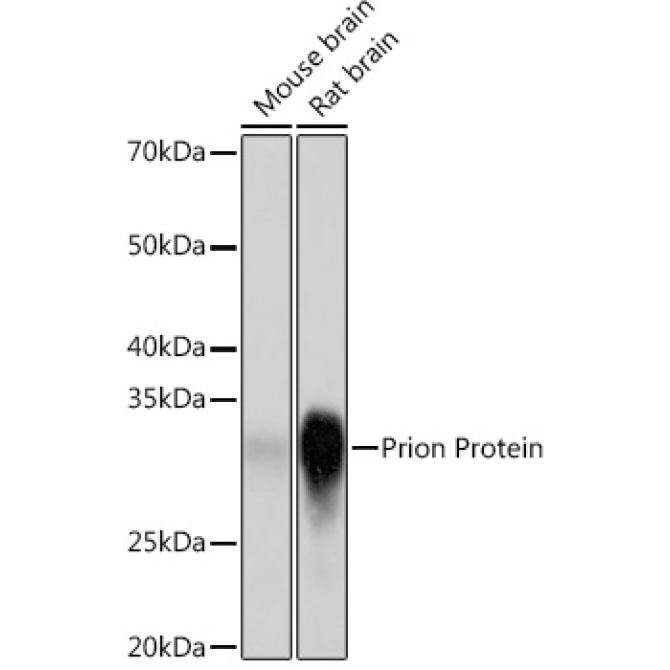 Prion Protein Rabbit Monoclonal Antibody