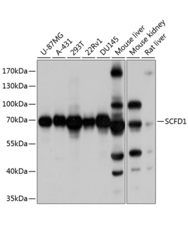 SCFD1 Rabbit Polyclonal Antibody