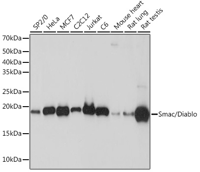 Smac/Diablo Rabbit Monoclonal Antibody