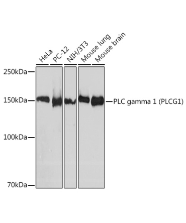 PLC gamma 1 (PLCG1) Rabbit Monoclonal Antibody