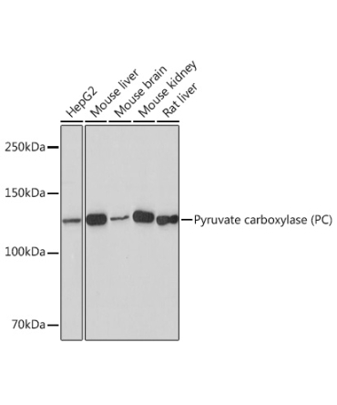 Pyruvate carboxylase (PC) Rabbit Monoclonal Antibody