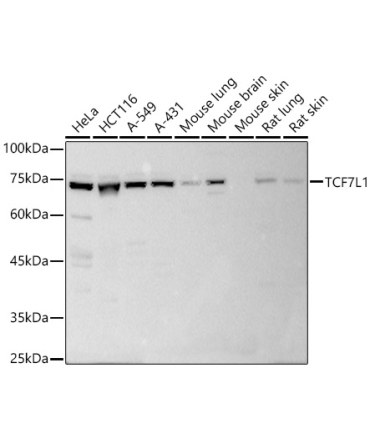 TCF7L1 Rabbit Polyclonal Antibody