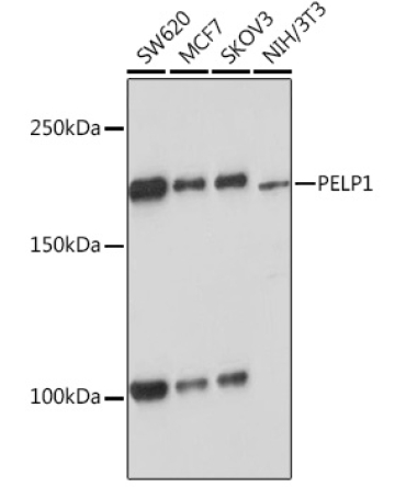 PELP1 Rabbit Monoclonal Antibody