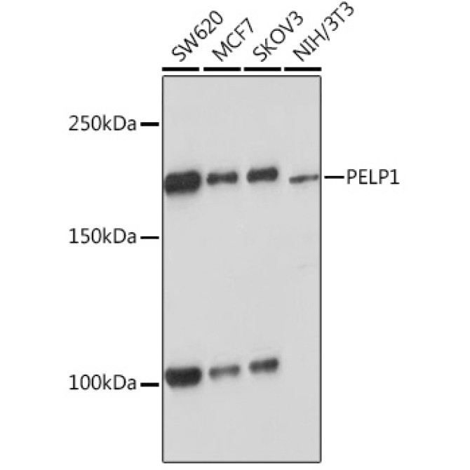 PELP1 Rabbit Monoclonal Antibody